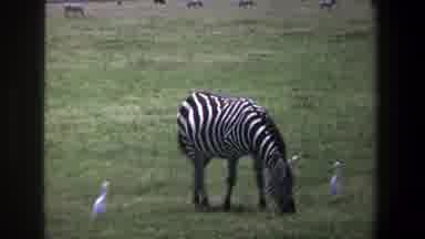 Pretoria South Africa (1969): White Birds Zebras And Gazelle Roaming On An Open