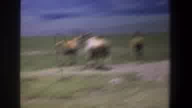 Pretoria South Africa (1969): A Herd Of Deer Walking On The Vast Meadow In The