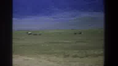 Pretoria South Africa (1969): A Dear Standing On The Grass Watching And Waiting
