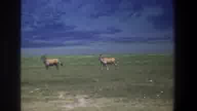 Pretoria South Africa (1969): The Group Of Deer's Were Roaming In The Forest And