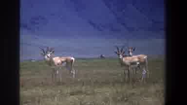 Pretoria South Africa (1969): Some Fagots Grazing In A Very Nice Green Pasture On