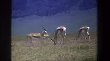 Pretoria South Africa (1969): A Gazelle Is Walking Through A Herd Of Other