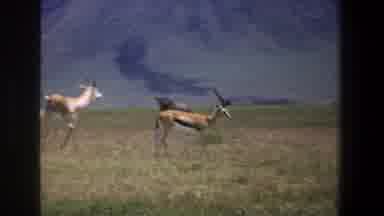 Pretoria South Africa (1969): The Deer Walk In The Forest