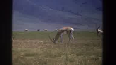 Pretoria South Africa-1969: Antelopes Grazing On Grass After The Rainy Season