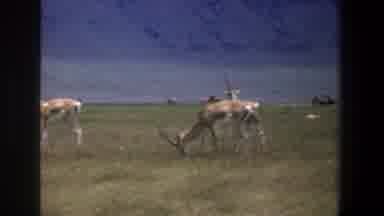 Pretoria South Africa (1969): The Deer Is Searching Food In The Land Also Very
