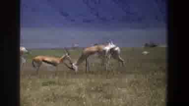 Pretoria South Africa (1969): Antelopes Graze In A Field