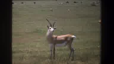 Pretoria South Africa-1969: Antelope With Long Horns Grazing In Savanna