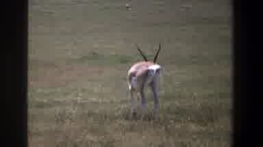 Pretoria South Africa (1969): Large Male Antelope Walking In Field With A