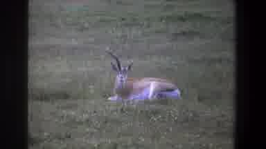 Pretoria South Africa (1969): The Deer Was Sitting On The Grass Land And Watching