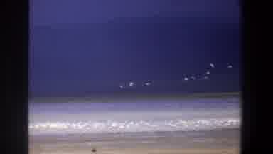 Pretoria South Africa (1969): View Of White Birds Flying Over White Surf At Beach
