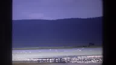Pretoria South Africa (1969): Two Hippos In The Green Vegetation And The Sea With