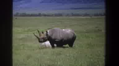 Pretoria South Africa (1969): Wild Rhino Standing Outside In The Beautiful Open