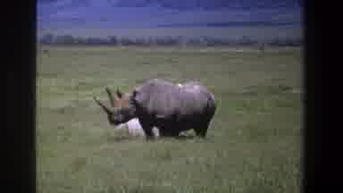 Pretoria South Africa (1969): Rhino Stands In Grassy Field Next To Large Rock