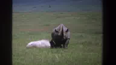 Pretoria South Africa (1969): Two Rhinos Relaxing Outdoors On The Grass In The