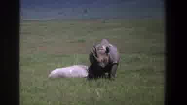 Pretoria South Africa (1969): A Wild Rhinoceros In The Forest Is Searching For
