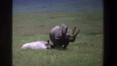Pretoria South Africa (1969): 2 Rhinos In A Large Open Grassy Area One Lying Down