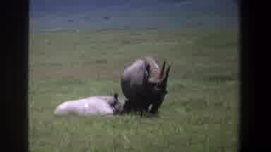 Pretoria South Africa (1969): Two Rhinoceroses In A Grass Field With One Laying