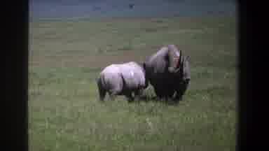 Pretoria South Africa (1969): The Hippopotamus Walking In The Forest Is One Of The