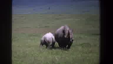 Pretoria South Africa (1969): A Mother Rhino And It's Child Stand In A Grass Field