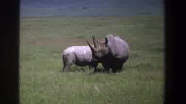Pretoria South Africa (1969): Two Rhinoceros Graze In A Field