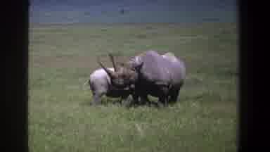 Pretoria South Africa (1969): The Two Hippopotamus Were Roaming In The Forest And