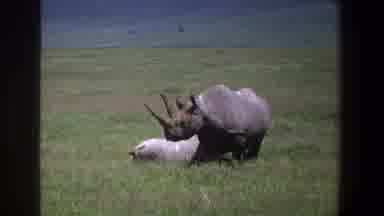 Pretoria South Africa (1969): Two Rhinos Are In A Grassy Field Outside