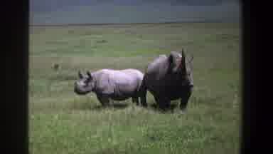 Pretoria South Africa (1969): Two Rhinos Standing Back To Back