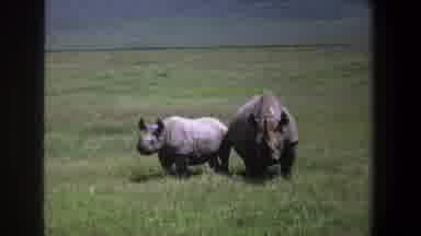 Pretoria South Africa (1969): Rhinos Roaming In A Plain Possibly In Search Of Food