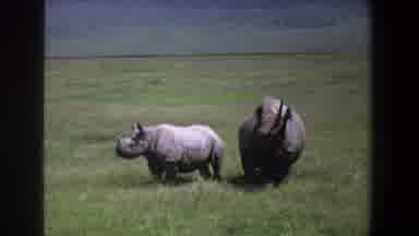 Pretoria South Africa (1969): Two Wild Rhinoceros In The Forest Looking For