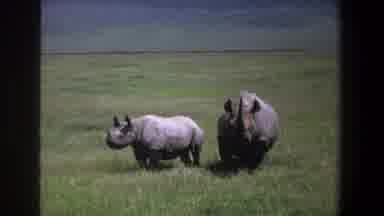 Pretoria South Africa (1969): Rhinos In A Field