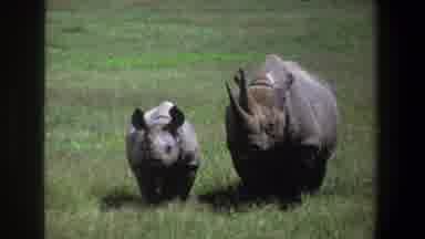 Pretoria South Africa (1969): Rhinos Animals Nature Life Universe Big