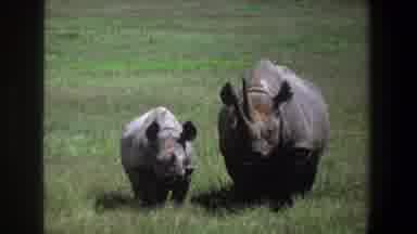 Pretoria South Africa (1969): A Baby Rhino Standing Next To Mother Rhino In The