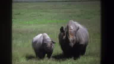 Pretoria South Africa (1969): A Mother Rhinoceros With Her Baby Standing On The