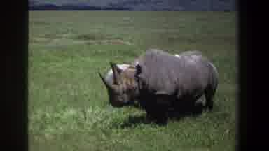 Pretoria South Africa (1969): Baby Rhino Nuzzles Gentle Mom In Green Field Of