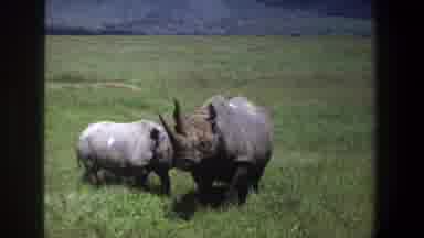 Pretoria South Africa (1969): Grey Mother Rhinoceros With Adolescent Rhino Baby