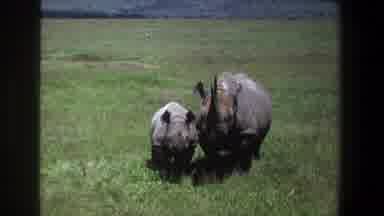Pretoria South Africa (1969): Mother And Baby Rhinos Standing In An Open Grassy