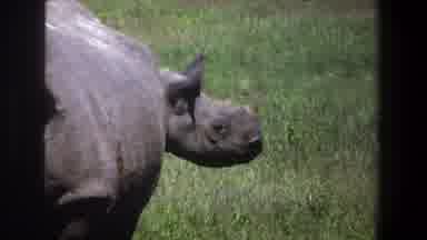 Pretoria South Africa (1969): There Are Two Hippopotamus Were Standing In The