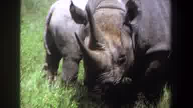 Pretoria South Africa (1969): Rhinos Standing Together At The Zoo Having A