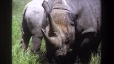 Pretoria South Africa (1969): A Herd Of Rhinoceros In The Middle Of A Grassy Field