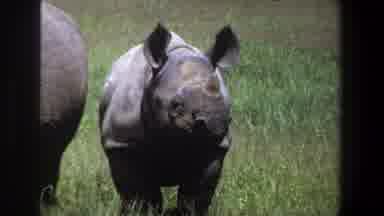 Pretoria South Africa (1969): A Cub Rhinoceros Is Standing Beside Its Mother In