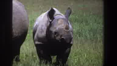 Pretoria South Africa (1969): A Rhino Stands In The Grass Next To Another Rhino
