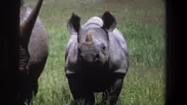 Pretoria South Africa (1969): A Rhino Looking Somewhere And Then Another Animal