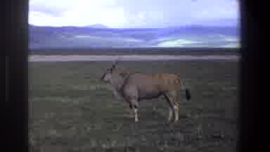 Pretoria South Africa (1969): Wilde Beast Swishing Tail Walking Grassland