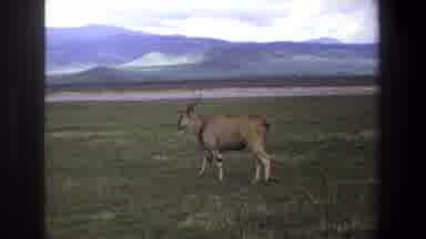 Pretoria South Africa (1969): A Deer Is Walking Alone Through The Meadow Near A