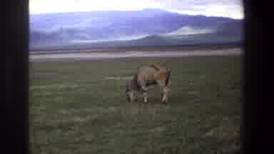 Pretoria South Africa (1969): Single Gazelle Grazing In Green Field On A Clear Day