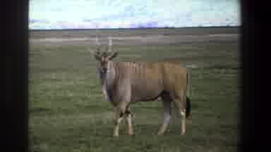 Pretoria South Africa (1969): Cute Gazelle-Looking Creature Shakes Head And Tail