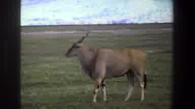 Pretoria South Africa (1969): A Giant Eland Enjoying The Fields Of Grass Under The