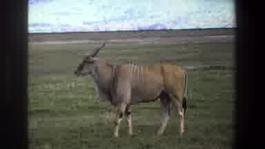 Pretoria South Africa (1969): Video Of Large Horned Brown Animal Grazing In The