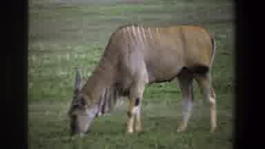 Pretoria South Africa (1969): Animal Nature Food Man Care