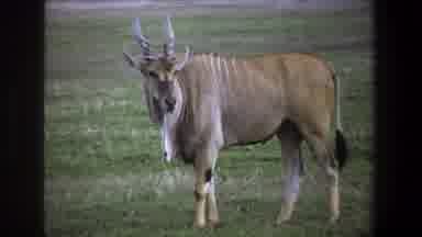 Pretoria South Africa (1969): Neutral Brown Gazelle Mammal Grazing Peacefully And